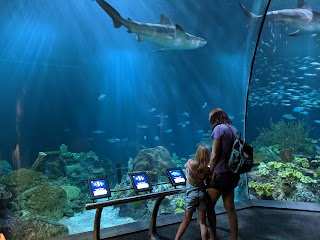 Shedd Aquarium