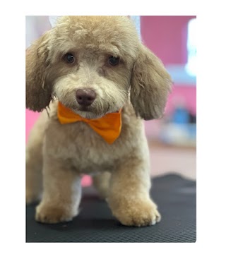 P.G.S Pet Grooming Salon