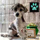 Photo of Posh Paws Pet Grooming - 5705 Waverly Road, Lincoln, NE 68517, USA