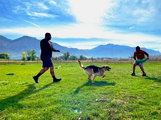 Harrisville Working Dogs