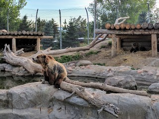 Rocky Shores at Hogle Zoo