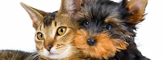 Companion Pet Clinic of North Phoenix