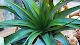 Photo of Caribbean Cuts Flowers & Foliage - 120 West 28th Street, Manhattan, New York 10001, USA