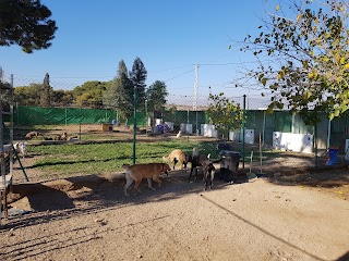 Hotel canino Los Pinos