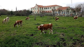 Colegio Público de Educación Infantil y Primaria Cabueñes