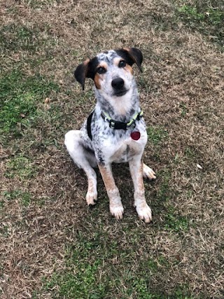 Northwest Georgia Veterinary Emergency Center