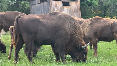 Centro de Interpretación Bison Bonasus, CIBE