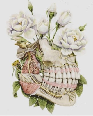 Odontología Antroposófica Madrid