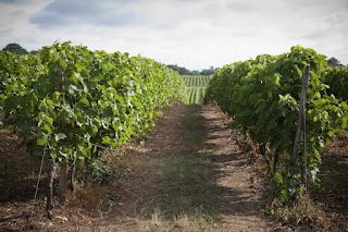 Famille Cabanne - Cognac & Spiritueux