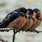 Barn swallow (juvenile)