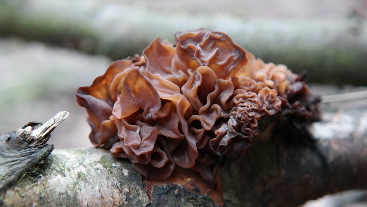 Leafy brain,Jelly leaf, Brown witch's butter