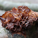 Leafy brain,Jelly leaf, Brown witch's butter