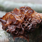 Leafy brain,Jelly leaf, Brown witch's butter