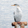 Australasian Darter