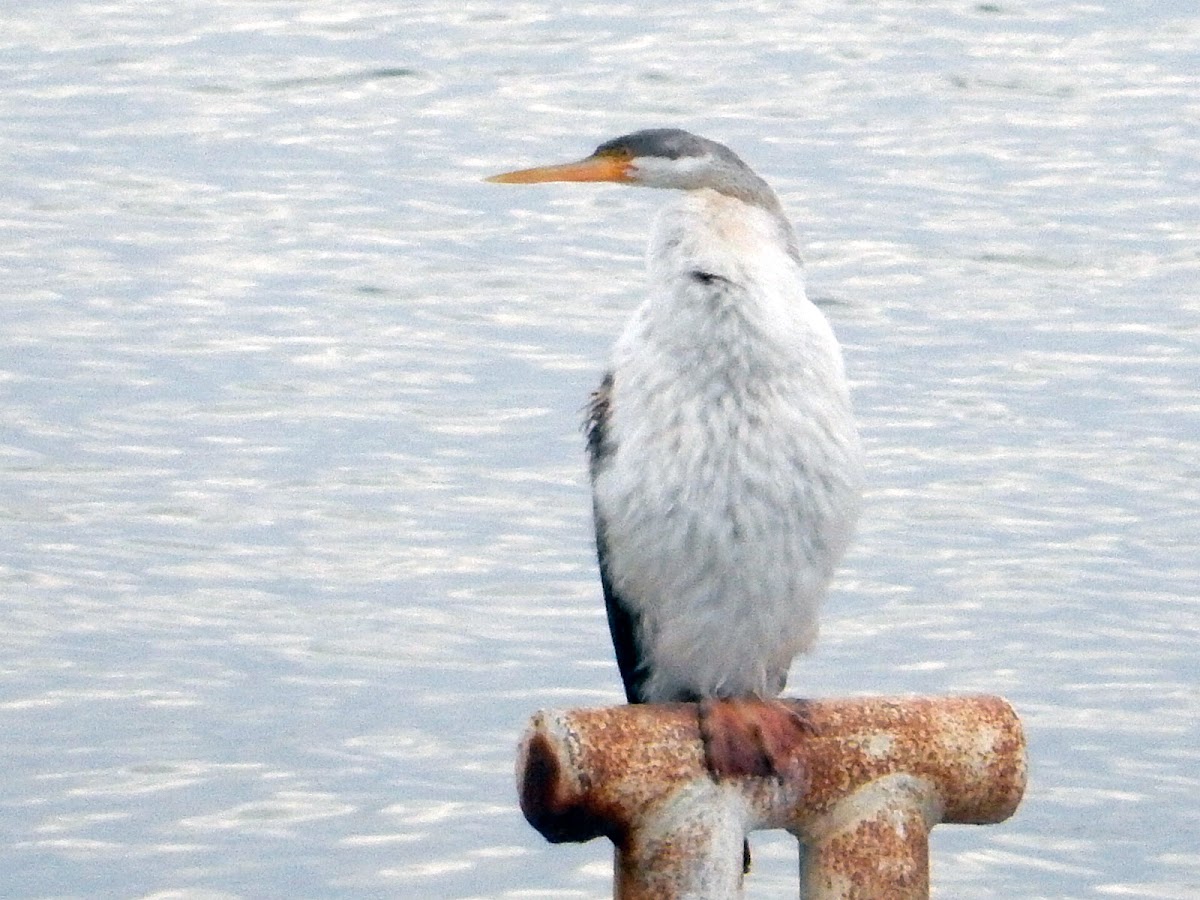 Australasian Darter