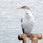 Australasian Darter