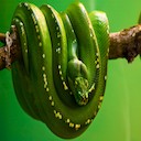 Snake Theme Chrome extension download