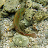 Clown wrasse