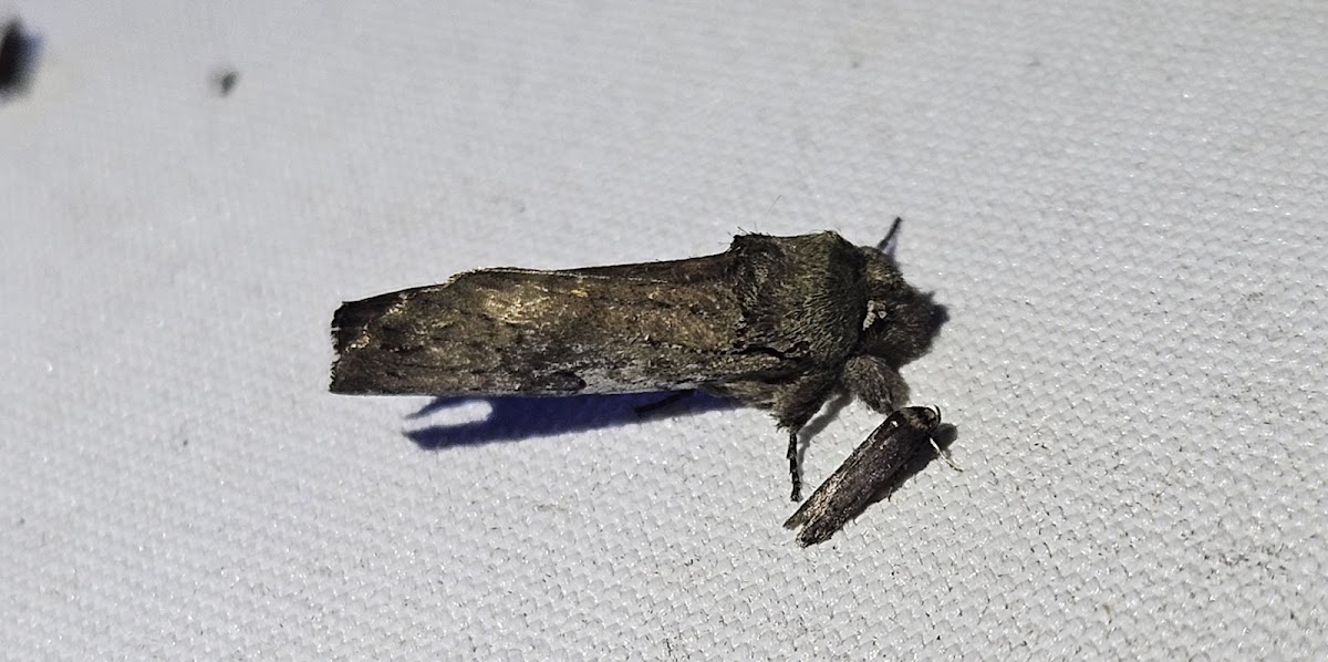 Morning-glory prominent moth