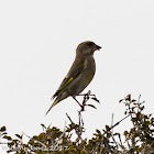 Greenfinch; Verderón