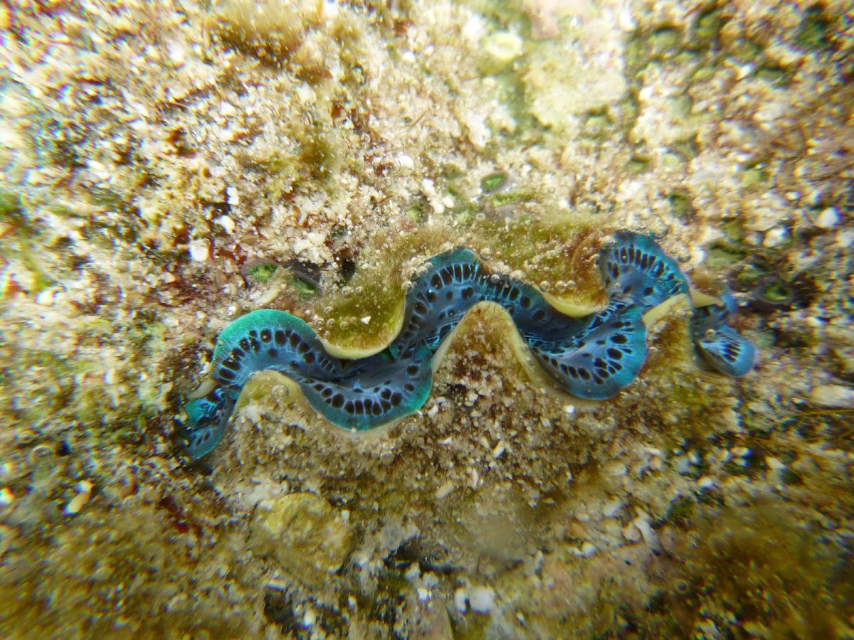 Giant Pacific Clam