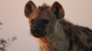 Hyena thumbnail