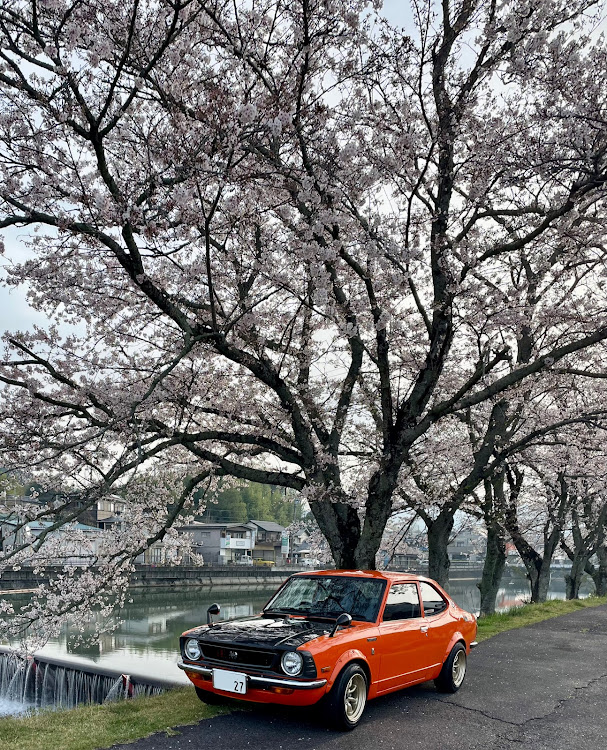 カローラレビンのサクラと愛車に関するカスタム事例の投稿画像10枚目