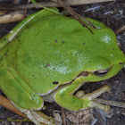 Sardinian treefrog