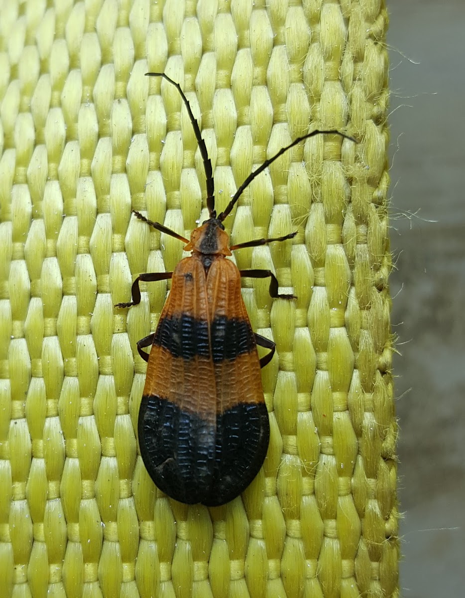 Banded Net Wing Beetle