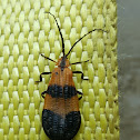 Banded Net Wing Beetle