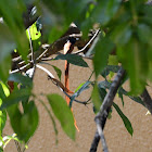 Asian Paradise Flycatcher