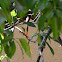 Asian Paradise Flycatcher