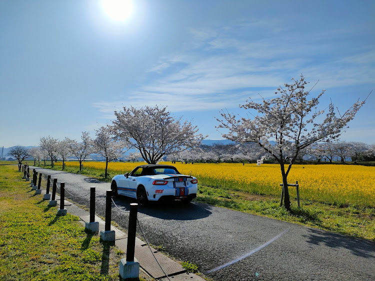 124スパイダーの菜の花畑と愛車・早朝ドライブ・早朝撮影・奈良県橿原市・PickUpチャレンジに関するカスタム事例の投稿画像3枚目