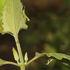 Giant Asian Mantis nymphs with exuviae