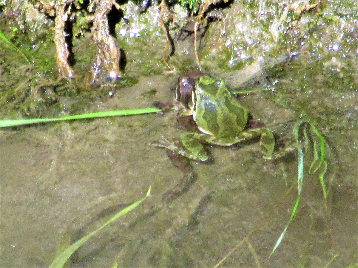 Pacific tree frog