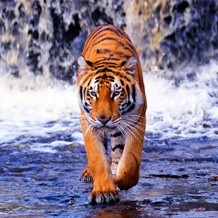 Tigre Papel De Parede Animado Apps Para Android No Google Play