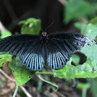 Great Mormon Butterfly (male)