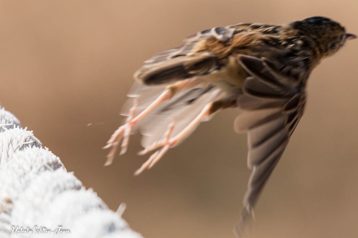 Zitting Cisticola