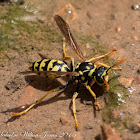 European Paper Wasp