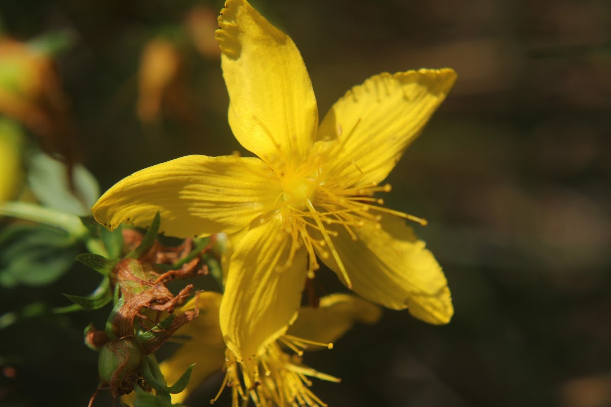 Common St. John's Wort