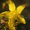 Common St. John's Wort