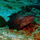 Goldblotch grouper