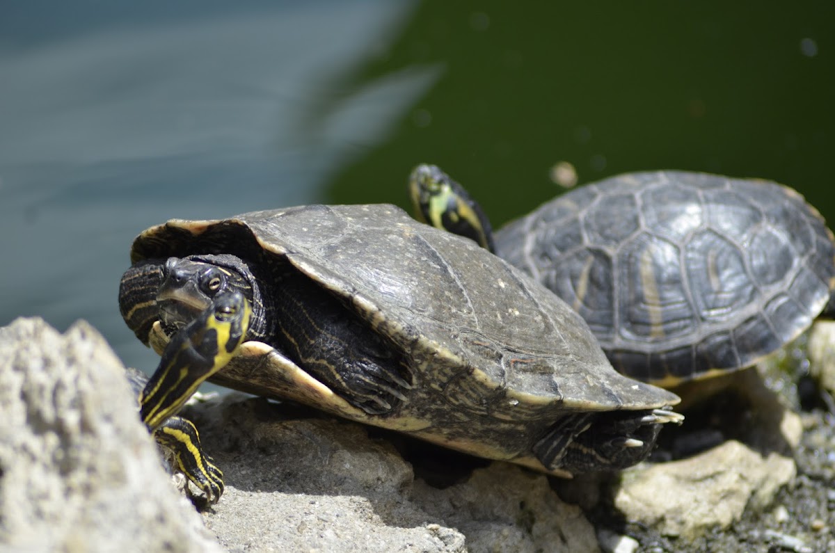 Pond slider