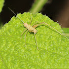 Bush Cricket