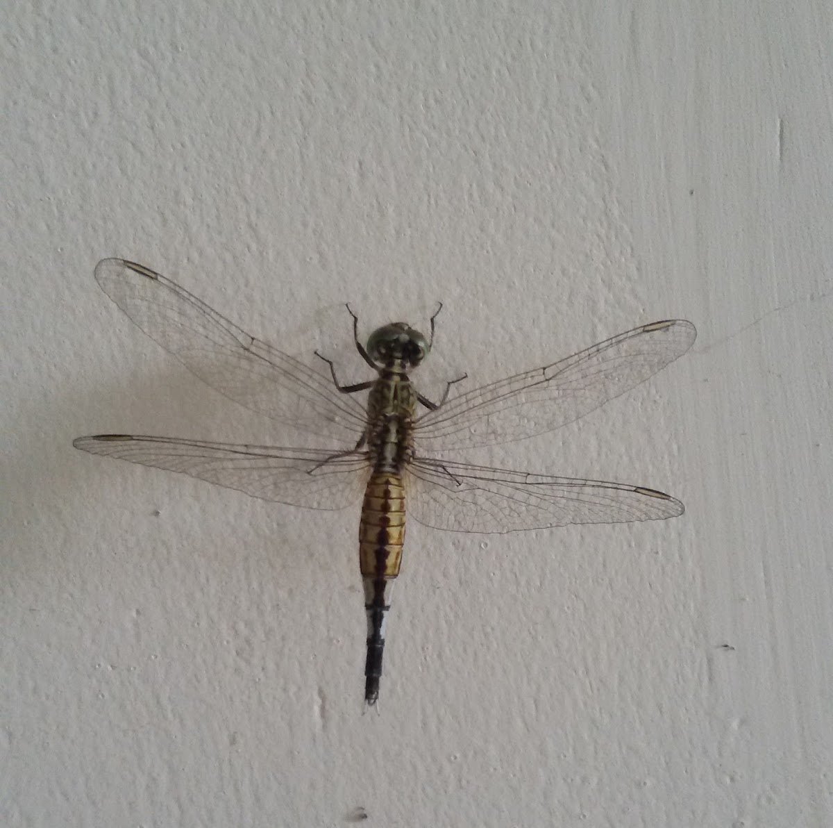 Dragonfly