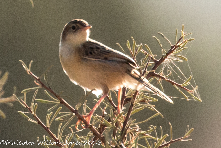 Zitting Cisticola; Buitrón