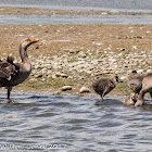 Greylag Goose