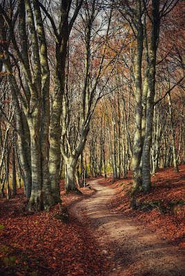 Sentiero autunnale di Sonia M.