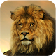 Download Lion Wallpapers For PC Windows and Mac