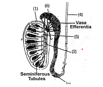 Male reproductive system